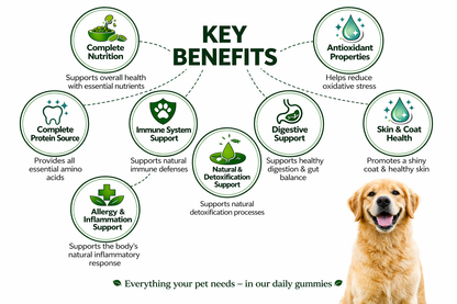 Wellness from Within for Dogs