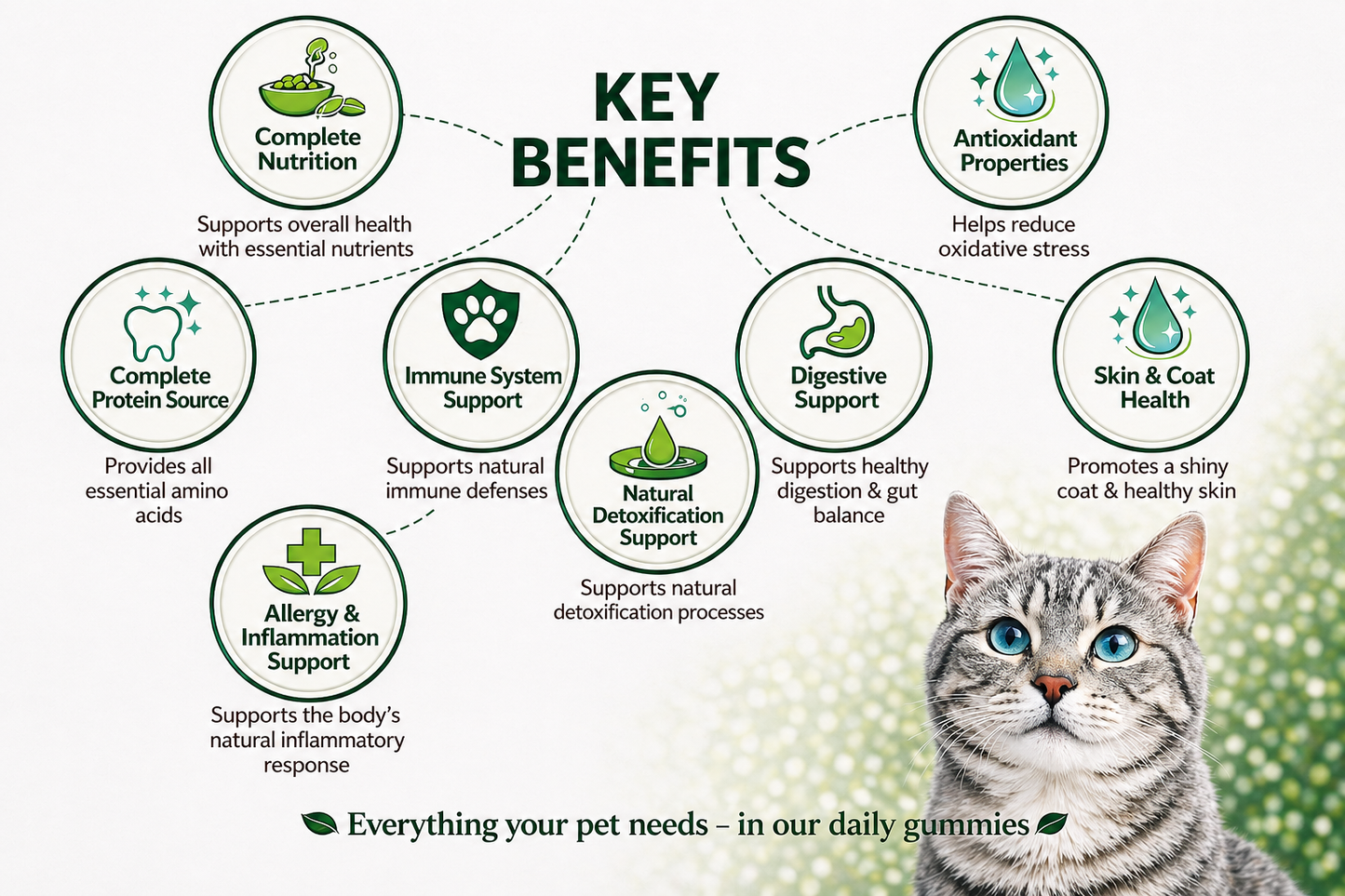 Wellness from Within for Cats